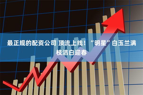 最正规的配资公司 顶流上线！“明星”白玉兰满枝洁白迎春